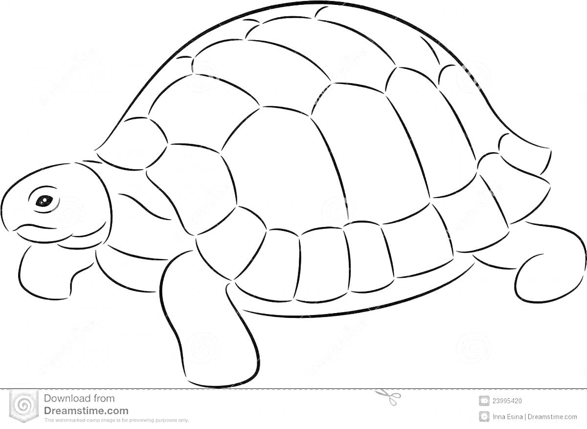 Раскраска Черепаха с сегментированным панцирем и лапами, готовая к раскрашиванию