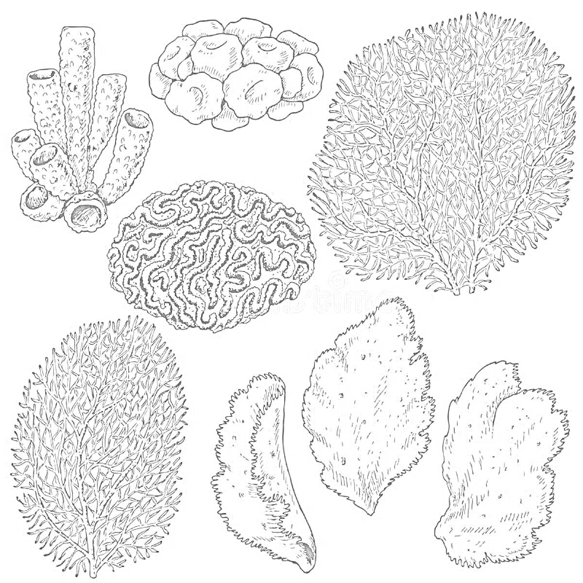 Раскраска Различные виды кораллов: трубчатый коралл, мозговой коралл, сельдереобразный коралл, листовидный коралл, кустистый коралл