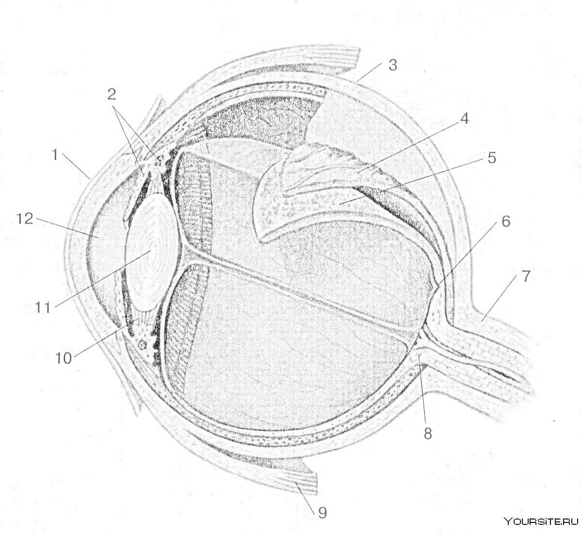 Строение глаза: 1. склера, 2. сосудистая оболочка, 3. сетчатка, 4. цилиарное тело, 5. радужка, 6. хрусталик, 7. передняя камера, 8. задняя камера, 9. стекловидное тело, 10. зрительный нерв, 11. зрачок, 12. роговица