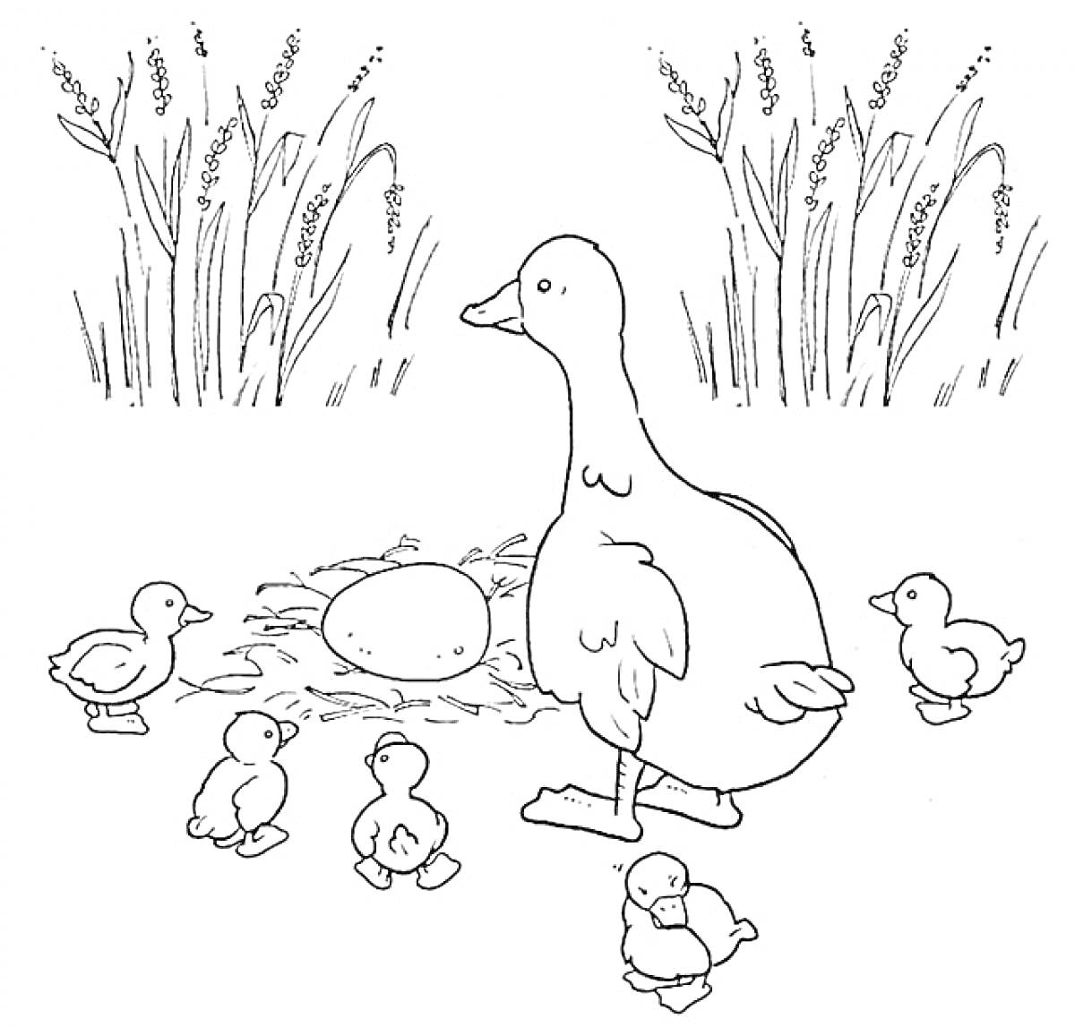 Раскраска Утка с утятами возле гнезда и яйца, на фоне камышей