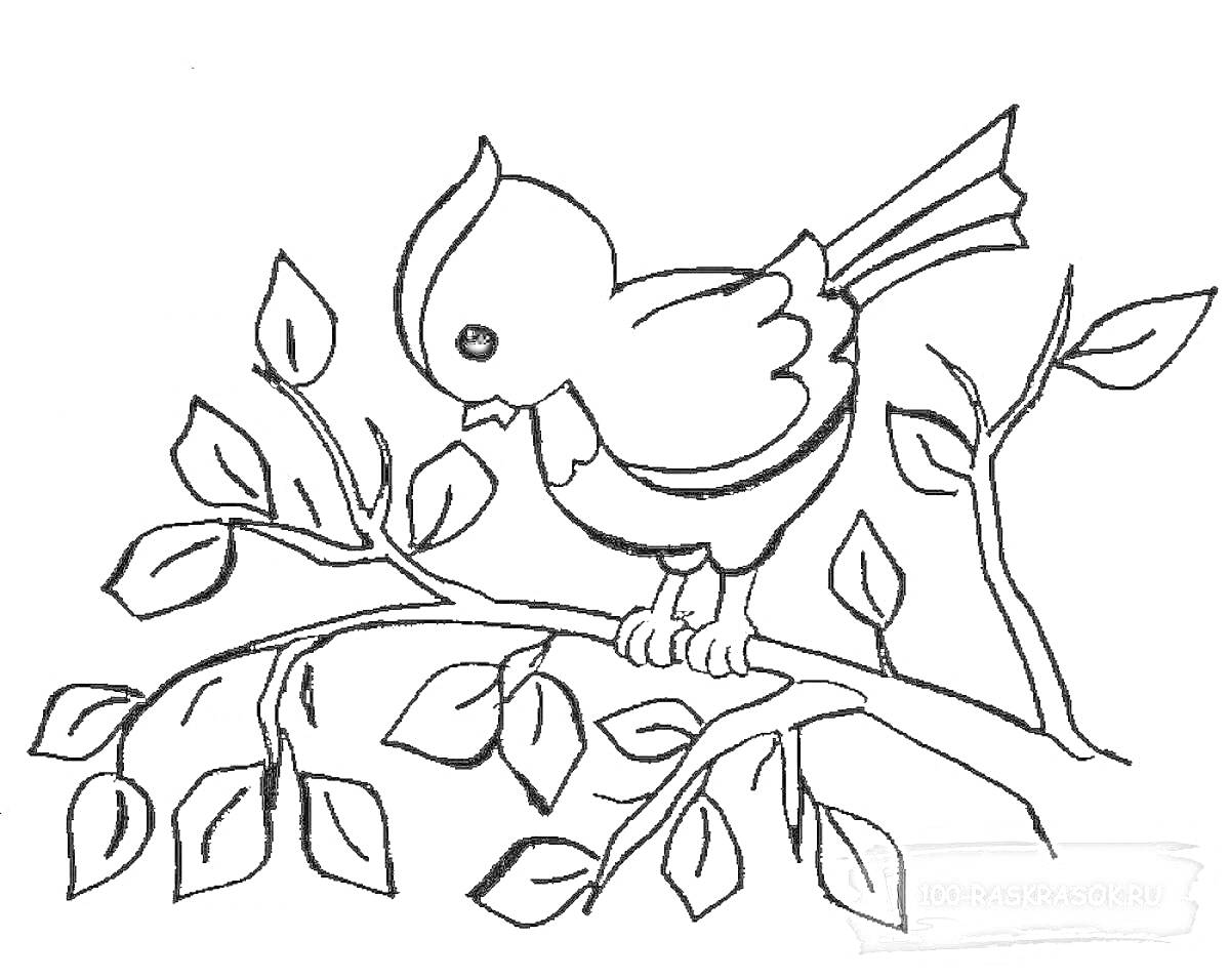 Раскраска Птичка на ветке с листьями