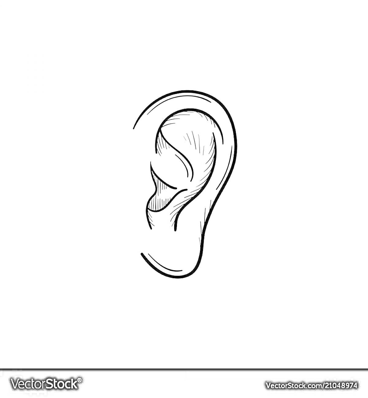 Раскраска Ухо — контурный рисунок уха, штриховой стиль
