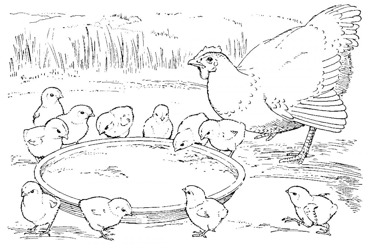 Раскраска Курица и цыплята вокруг миски с водой на фоне травы