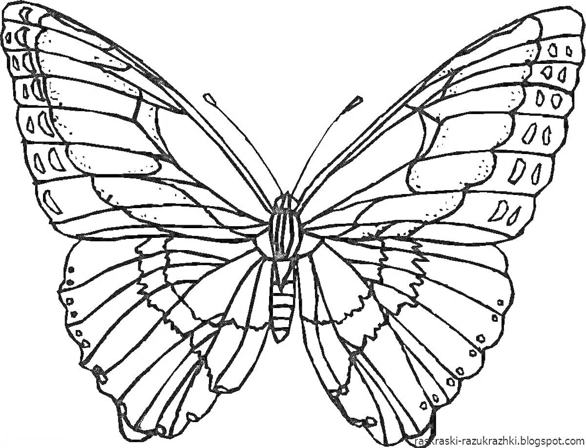 Раскраска Бабочка с детальной структурой крыльев