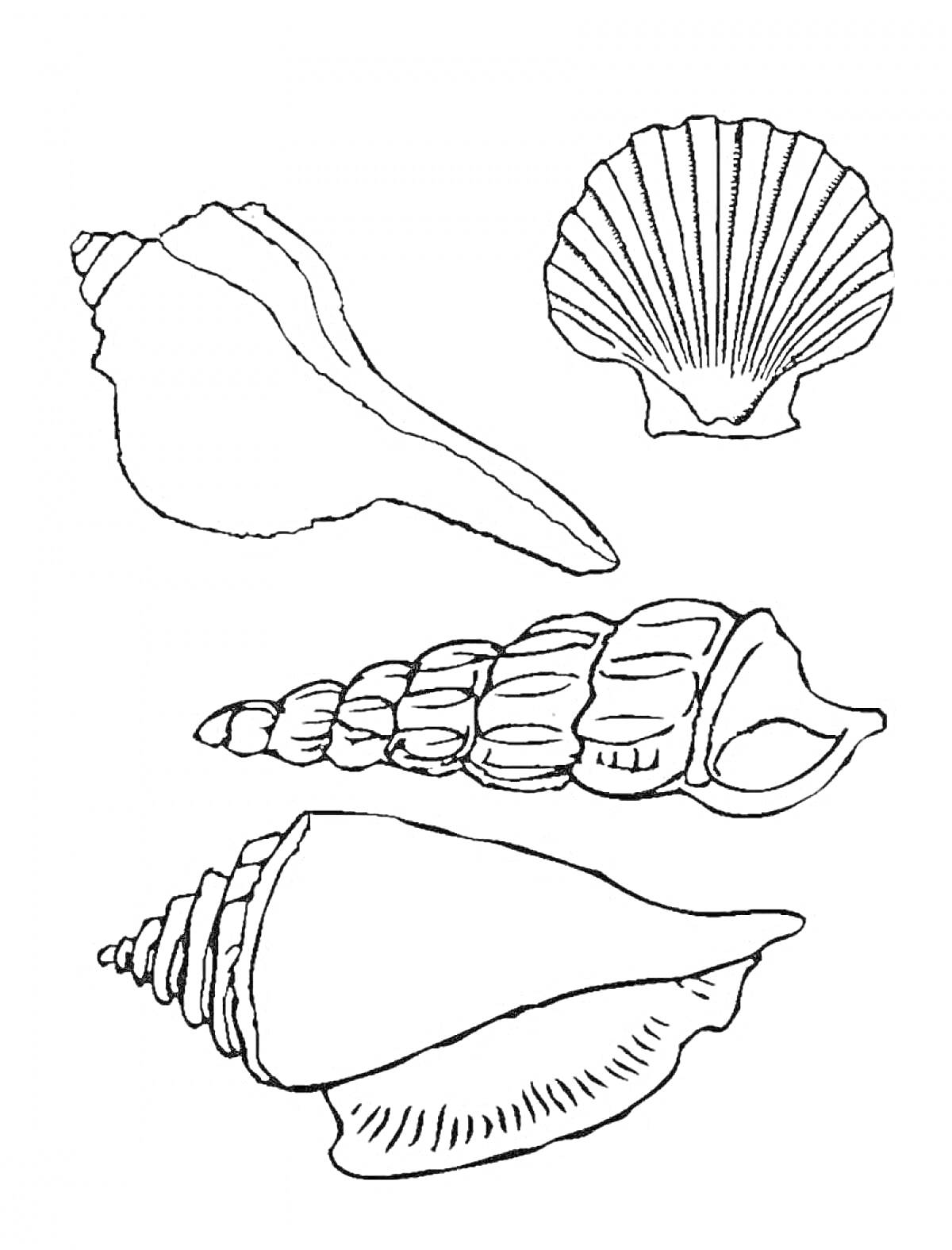 На раскраске изображено: Ракушка, Морские ракушки, Образовательный, Творчество