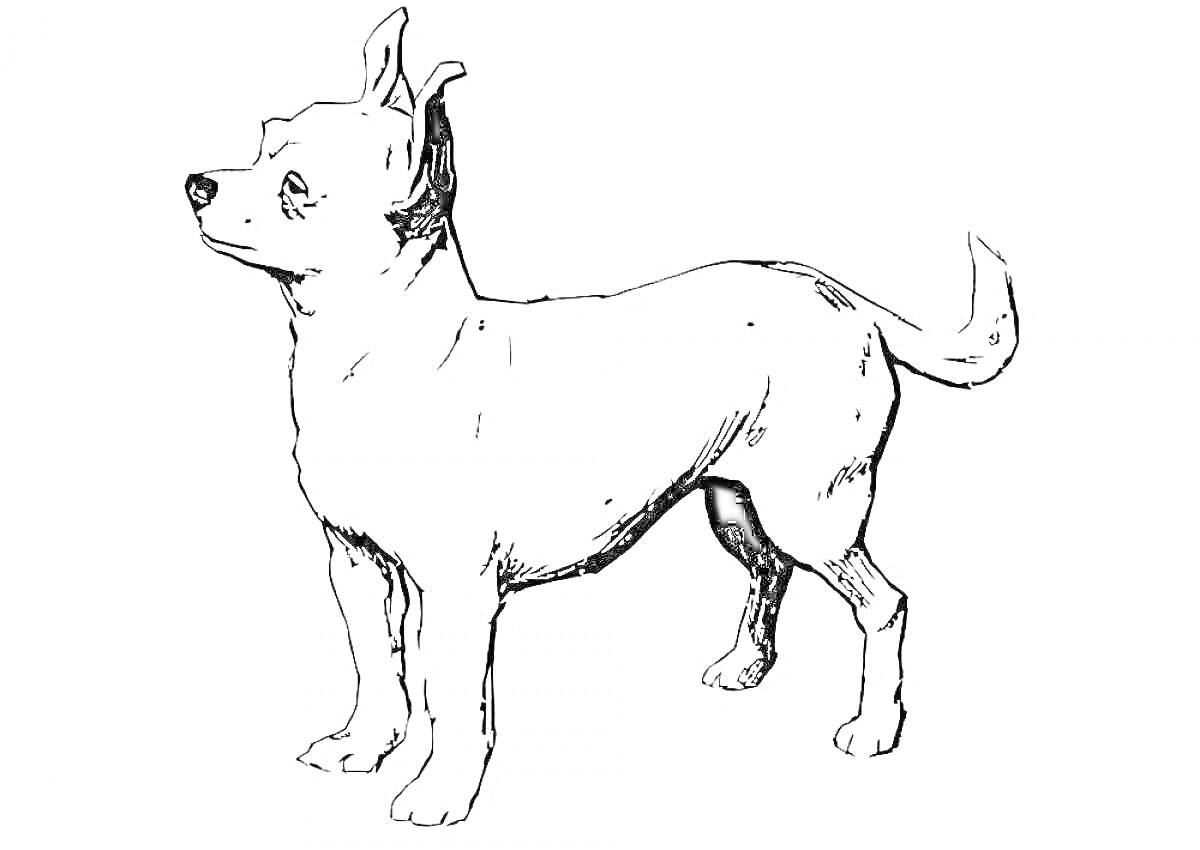 На раскраске изображено: Собака, Чихуахуа, Питомец