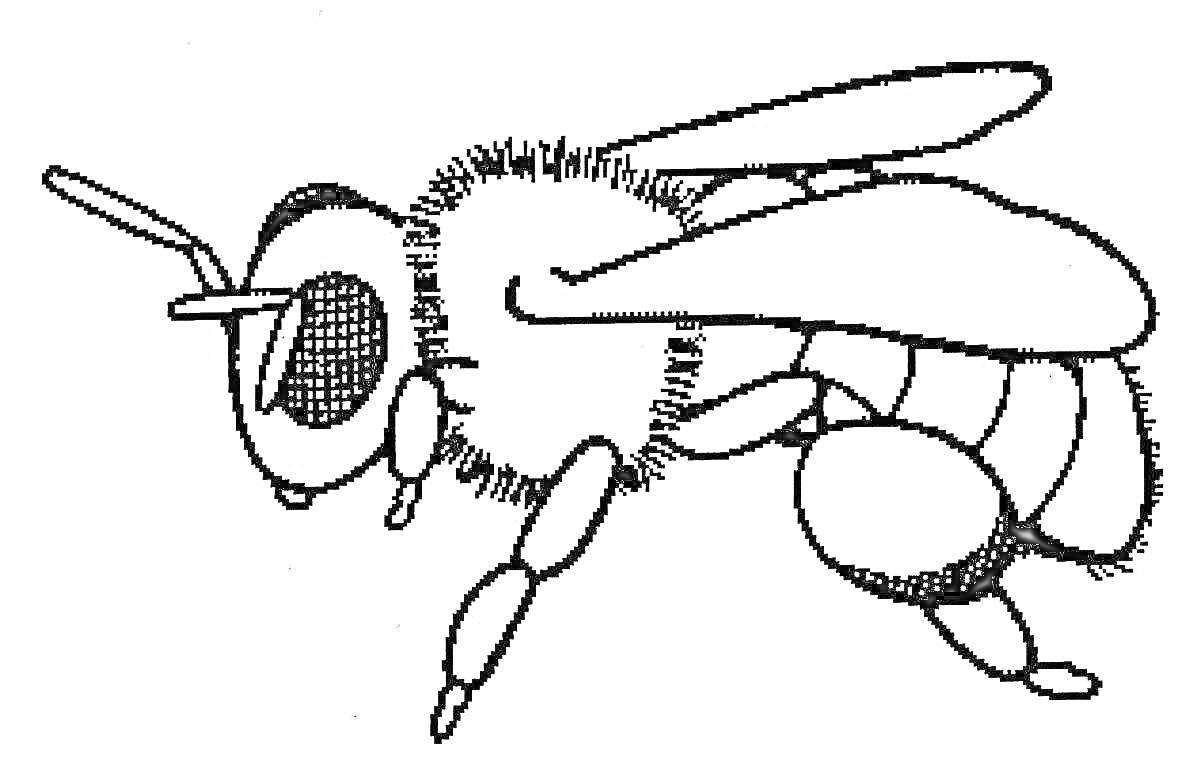 Раскраска пчела с крыльями и усиками