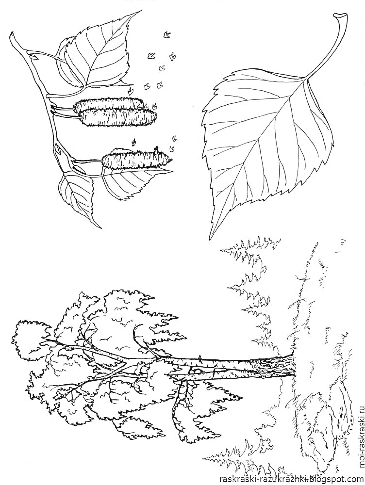 Раскраска Ветка березы с сережками, листья березы, целое дерево берёзы