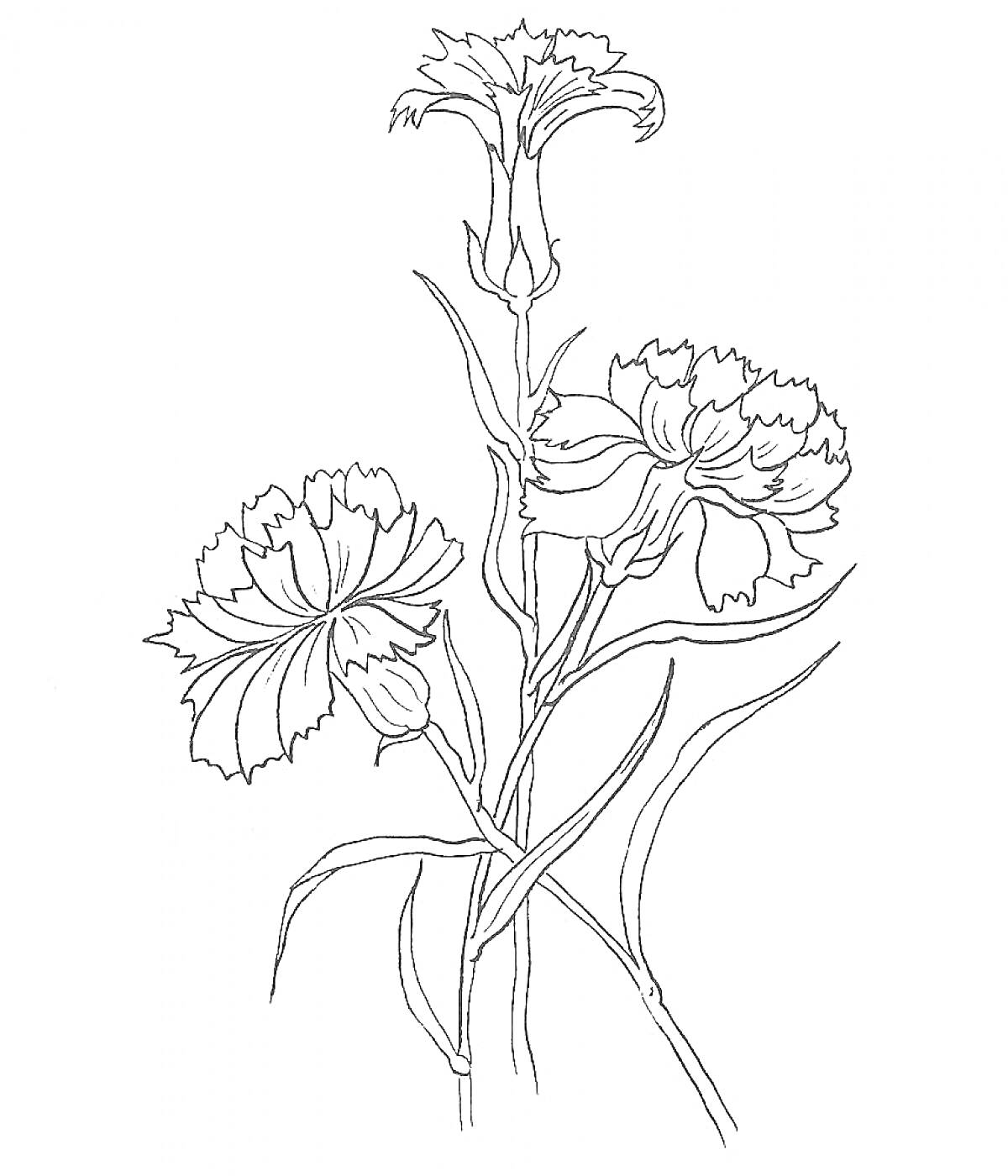 Раскраска Гвоздика с цветками и бутонами на стебле