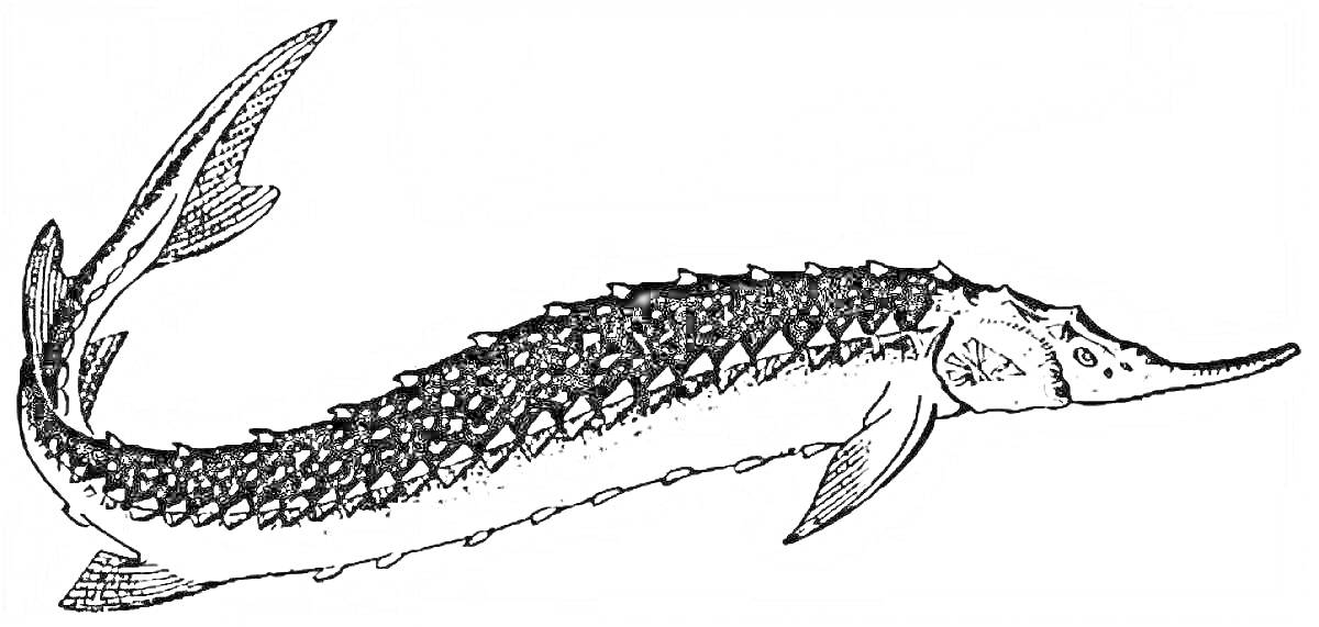 На раскраске изображено: Осетр, Рыба, Вода, Природа, Плавники, Чешуя, Детальное изображение