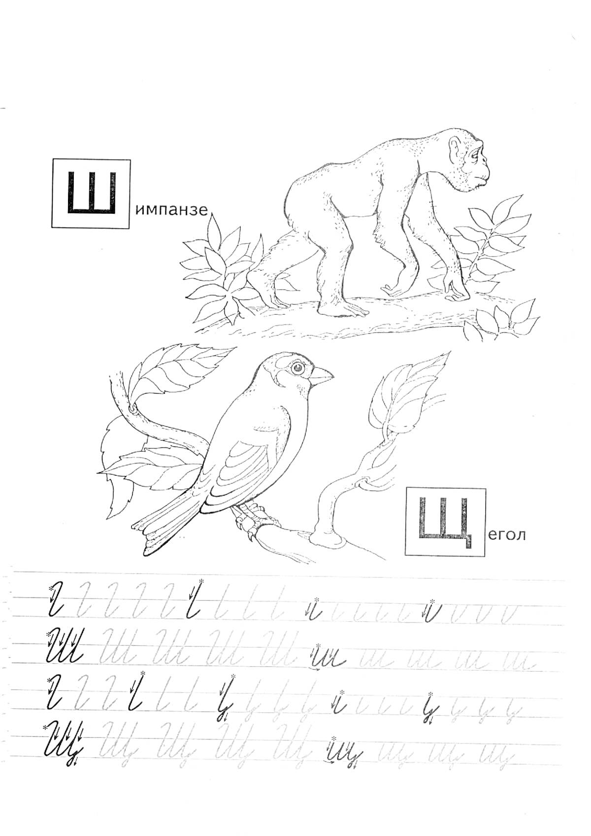 На раскраске изображено: Шимпанзе, Щегол, Буква Щ, Прописные буквы, Строчные буквы, Обучение, Школа, 1 класс