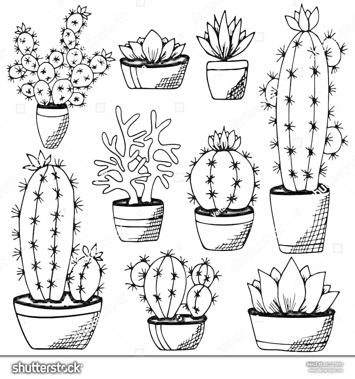 Раскраска Разные комнатные растения в горшках (кактусы и суккуленты)