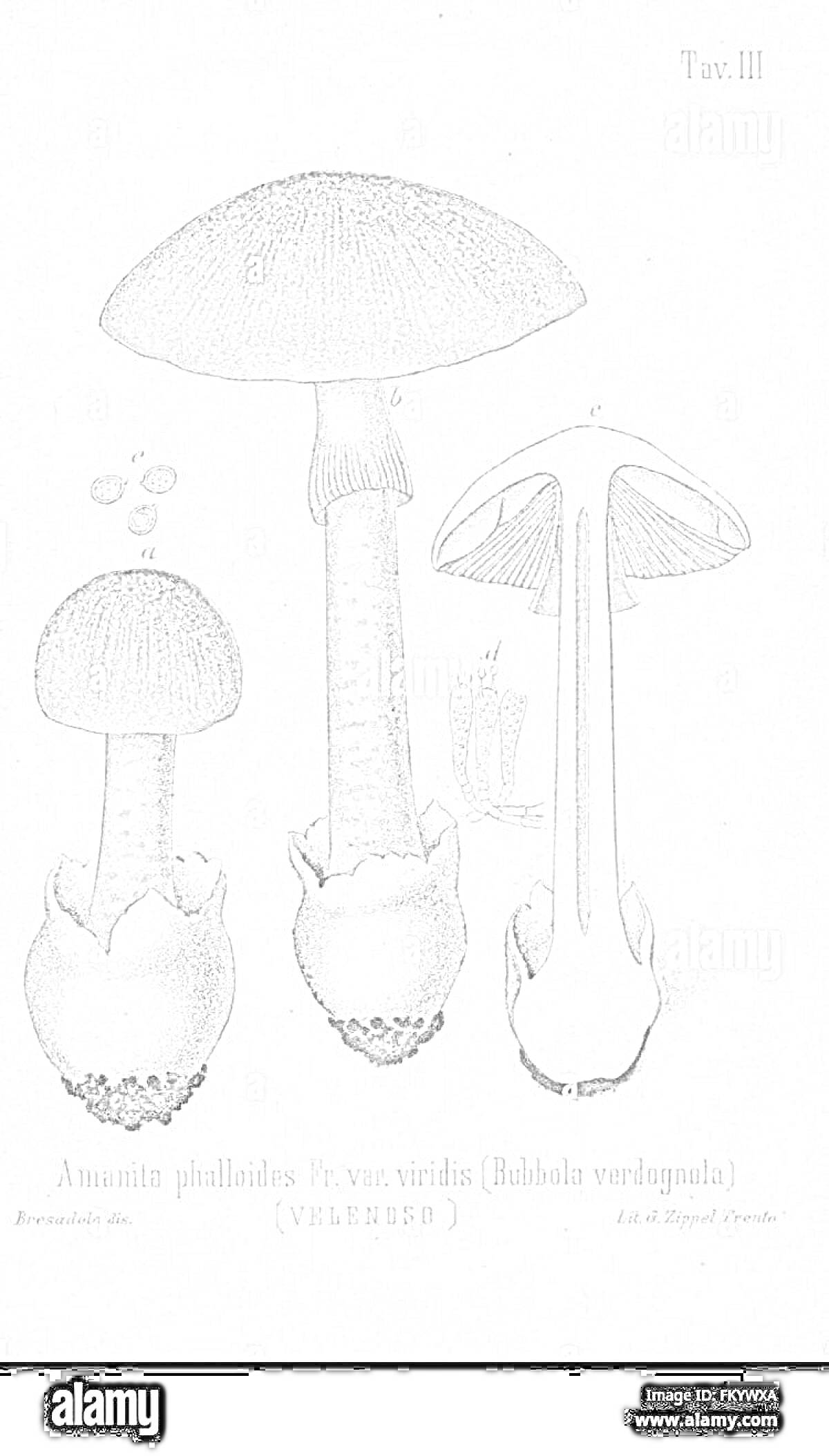 Раскраска Бледная поганка (Amanita phalloides) - три стадии развития гриба, включая шляпку, ножку и срез ножки