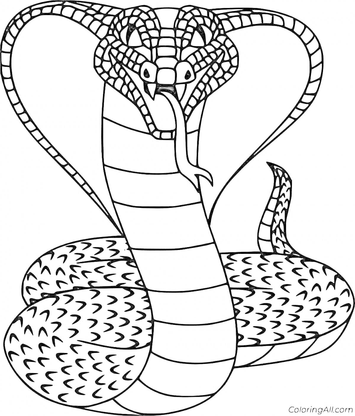 На раскраске изображено: Кобра, Змеи, Животные, Капюшон, Язык