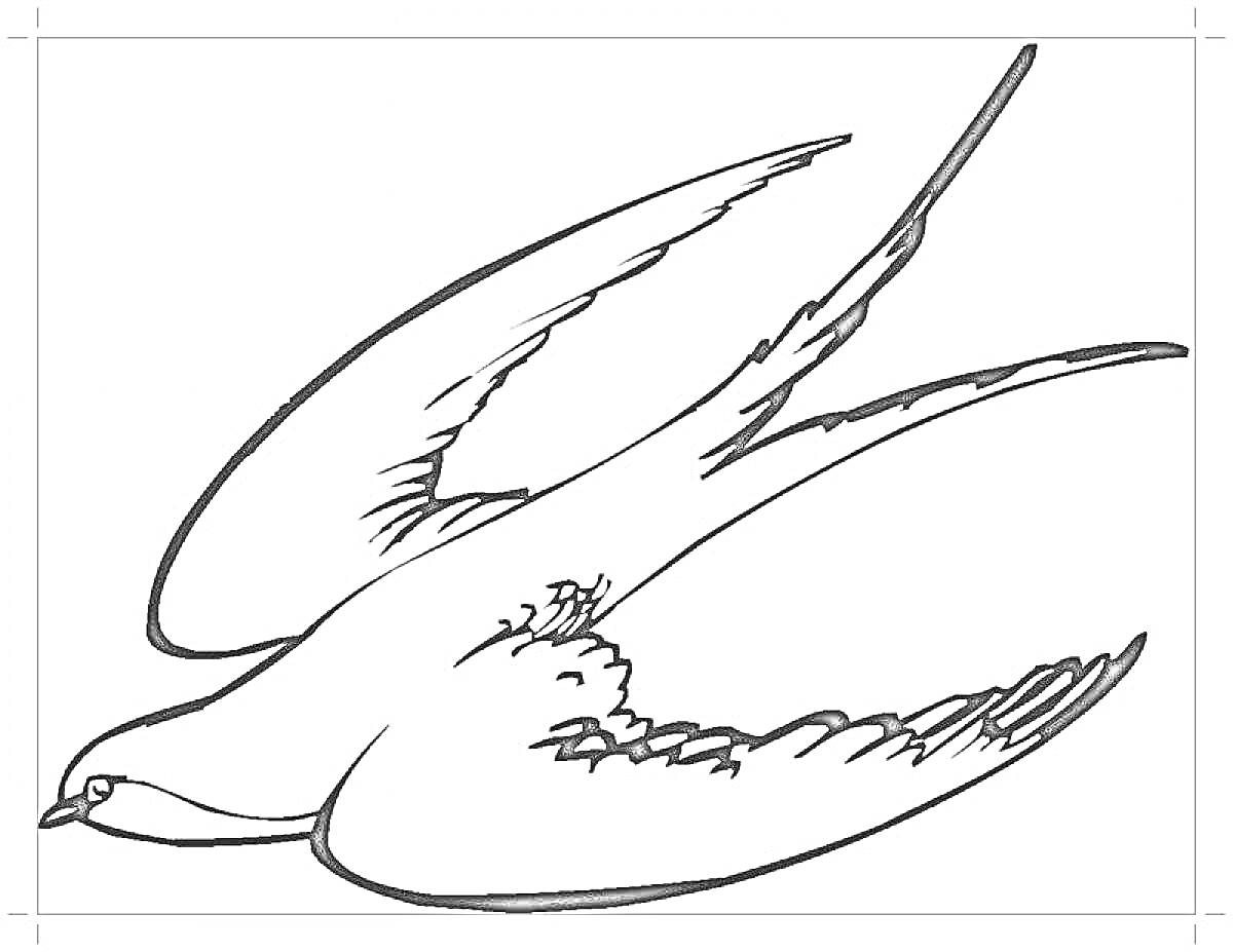 Раскраска Ласточка в полете с расправленными крыльями