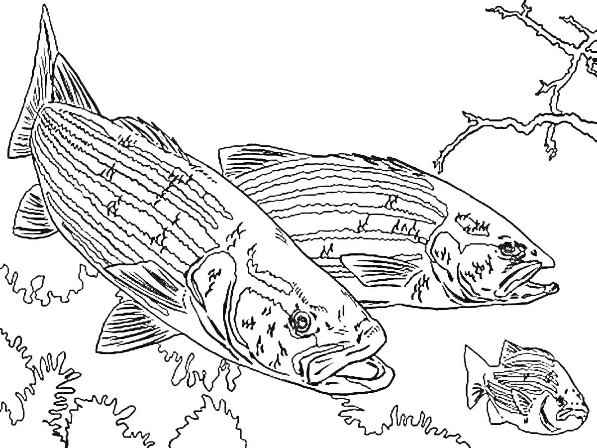 Раскраска Две крупные полосатые рыбы, маленькая рыбка, подводные растения, ветка дерева в воде