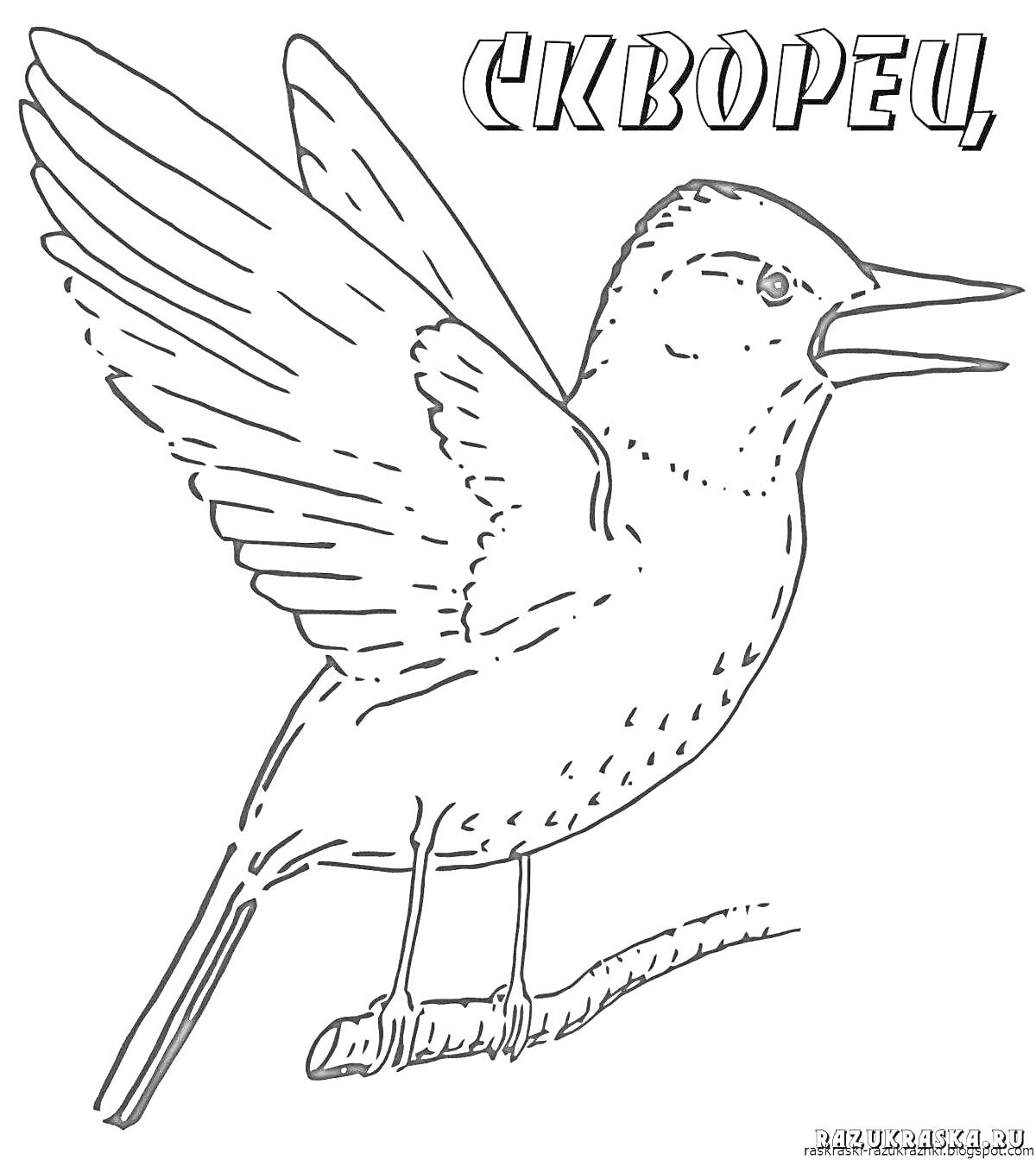 На раскраске изображено: Скворец, Птица, Ветка, Расправленные крылья