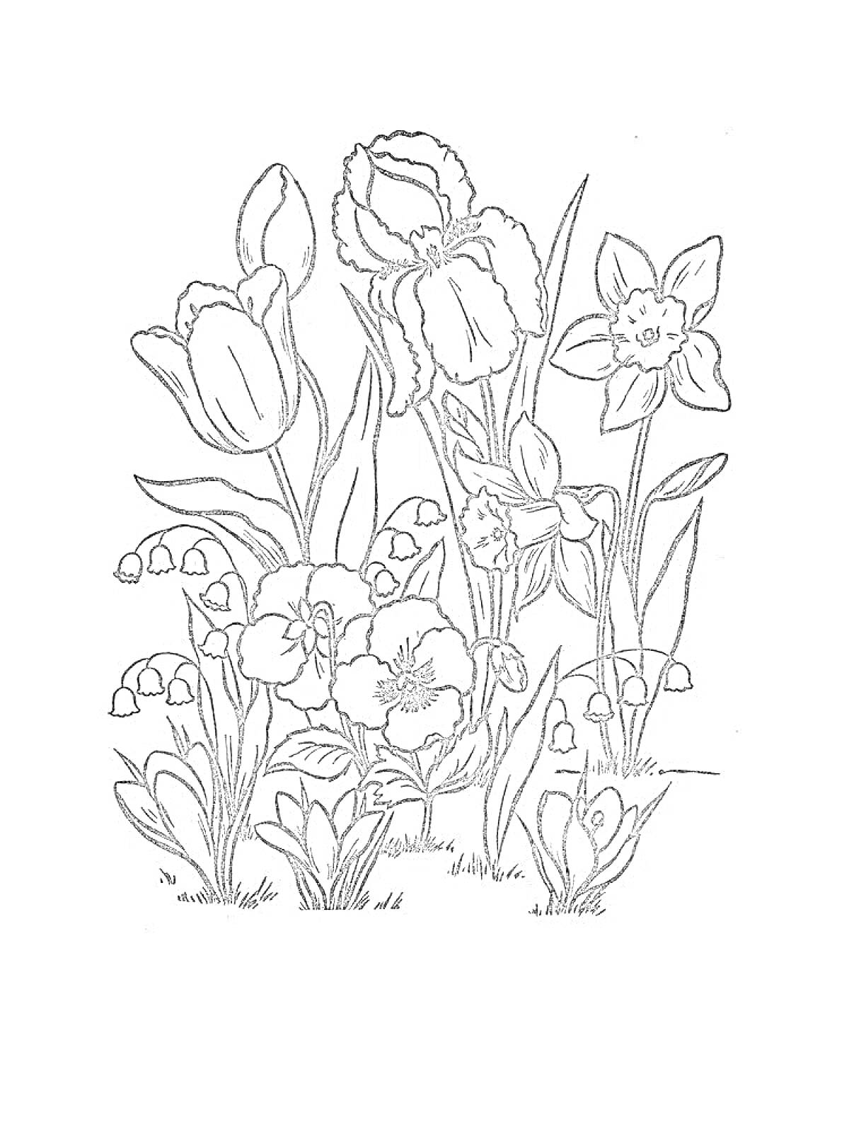 На раскраске изображено: Весенние цветы, Тюльпаны, Нарциссы, Ландыши, Сад, Природа, Растительность