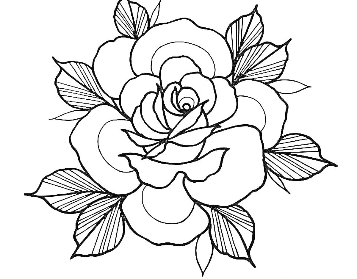 Раскраска Большой красивый цветок розы с листьями для раскрашивания