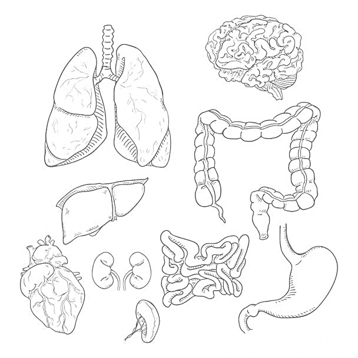 Раскраска Внутренние органы человека: лёгкие, мозг, толстая кишка, сердце, почки, тонкая кишка, печень, желудок.