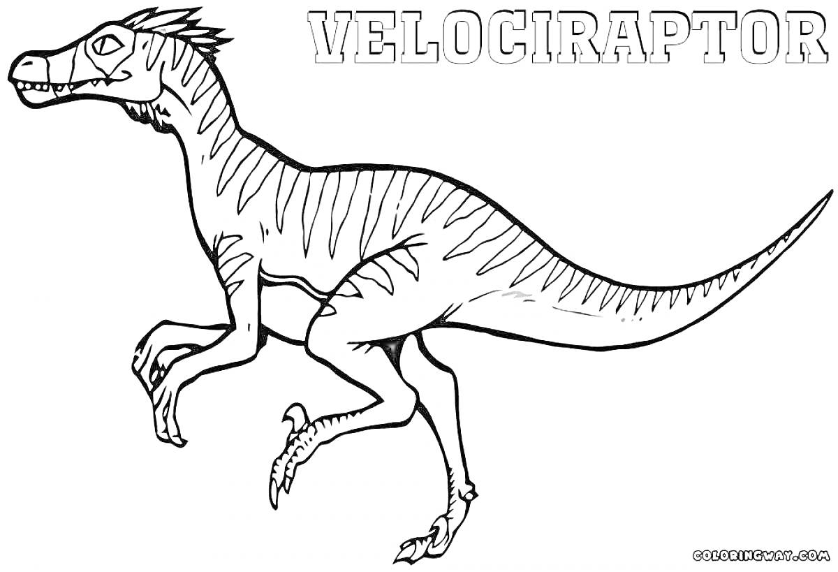 На раскраске изображено: Велоцираптор, Динозавр, Надпись, Для детей, Доисторические животные, Контурные рисунки, Рептилии