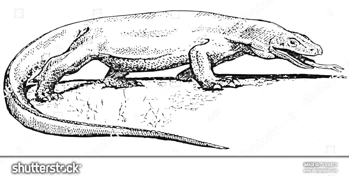 Чёрно-белый рисунок комодского варана с длинным хвостом на земле