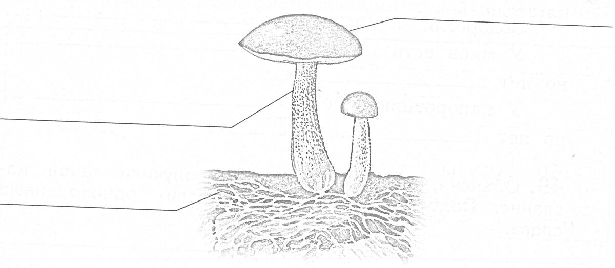 На раскраске изображено: Строение гриба, Ботаника, Биология, Природа, Обучение