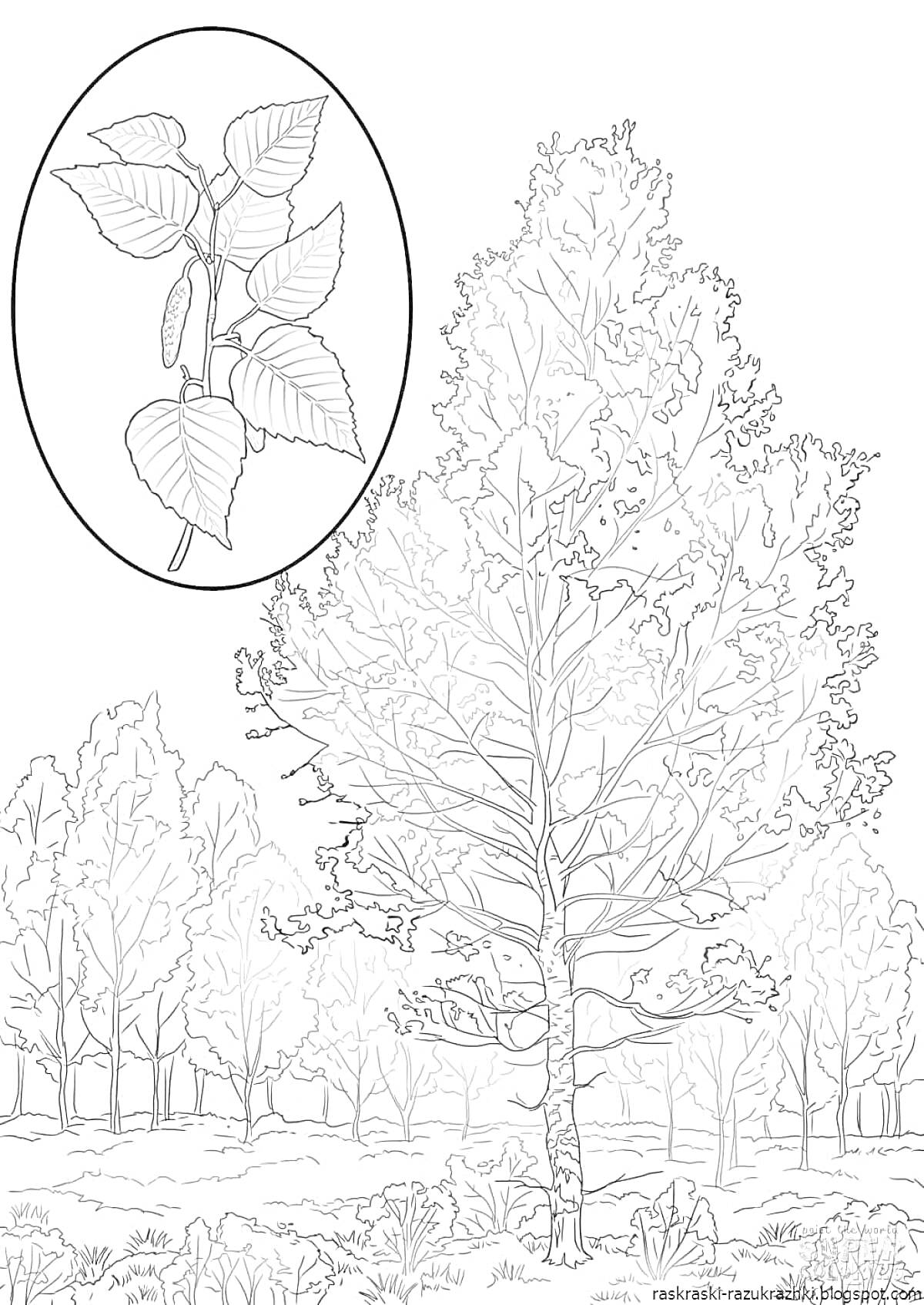На раскраске изображено: Береза, Листья, Природа, Лес, Поляна, Деревья, Ботаника