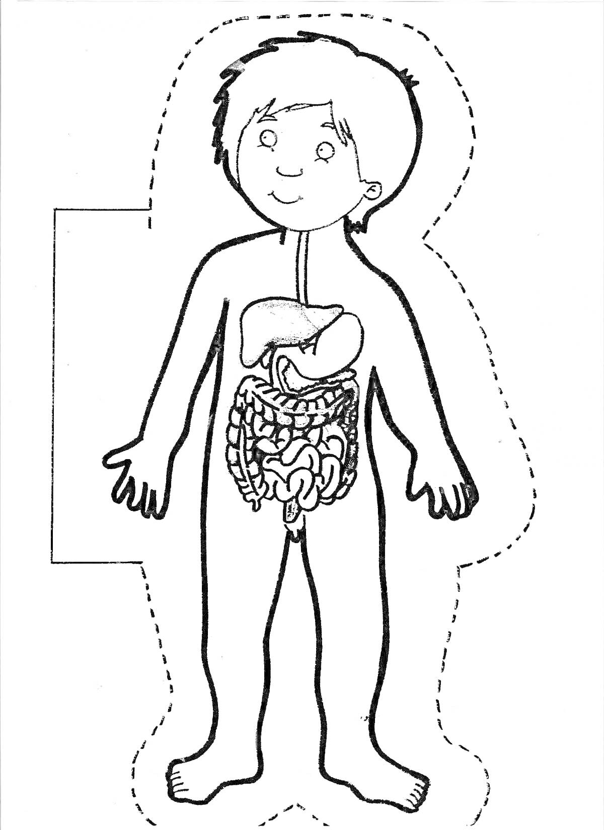 Раскраска Раскраска: тело человека для детей с изображением органов: мозг, легкие, печень, желудок, кишечник