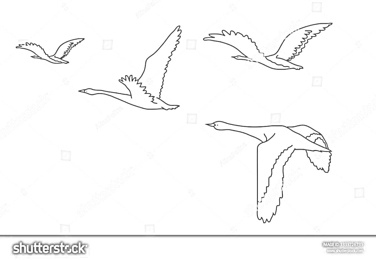 Раскраска Журавли летят - четыре летящих журавля на белом фоне