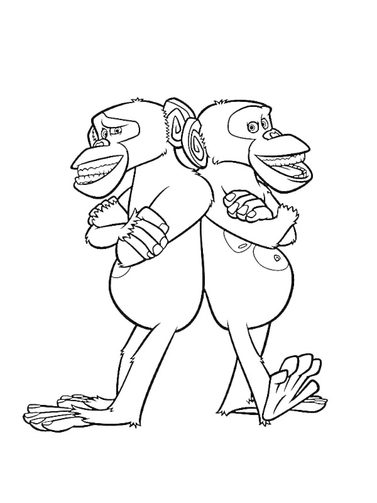 Два шимпанзе, стоящие спина к спине с перекрещенными руками