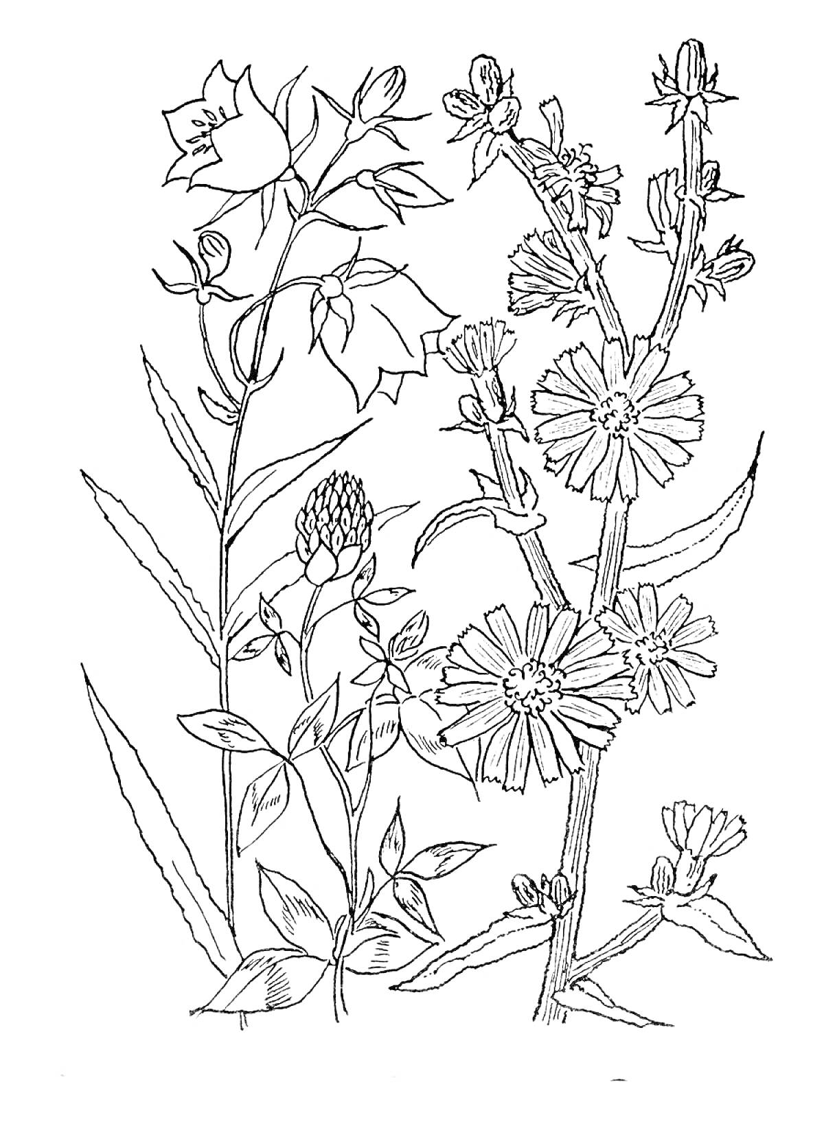 На раскраске изображено: Цветы, Луг, Клевер, Природа, Ботаника, Колокольчик, Растения