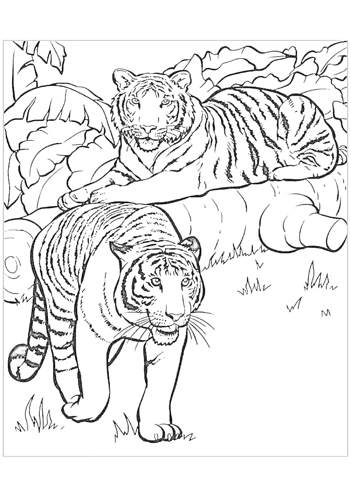 На раскраске изображено: Тигр, Джунгли, Для девочек, Животные, Природа, Листья, Деревья, Творчество