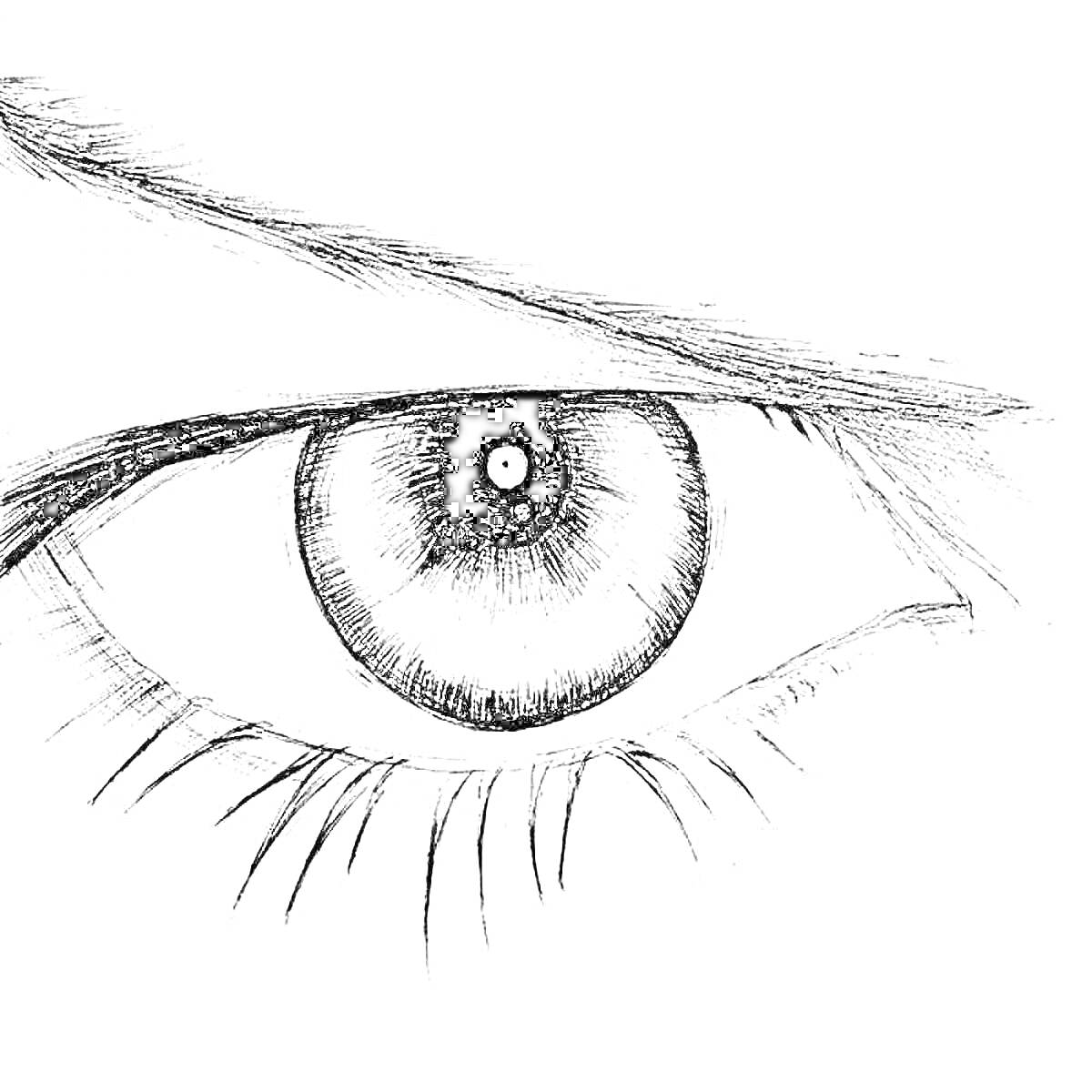 Рисунок человеческого глаза с зрачком, радужкой, ресницами и бровью