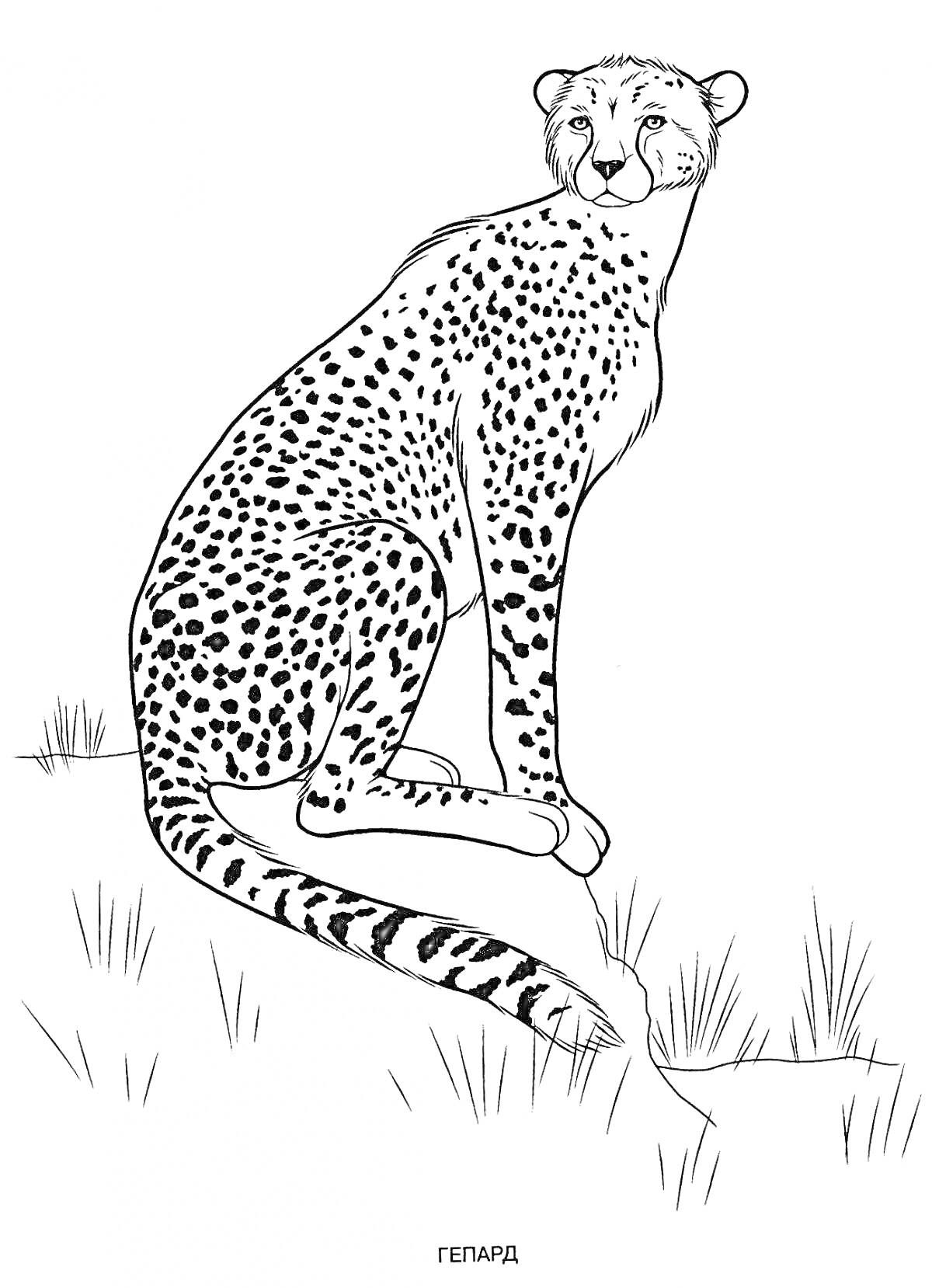 Раскраска Гепард на камне с травой