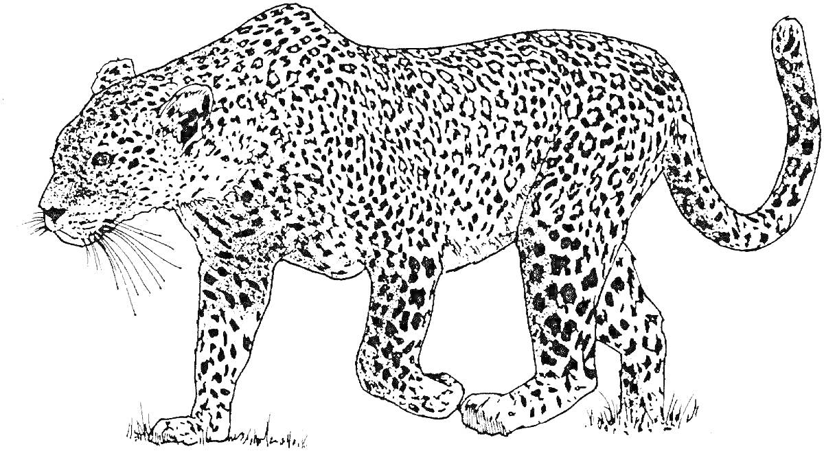 На раскраске изображено: Королевский гепард, Дикие животные, Природа, Трава, Леопард, Большая кошка
