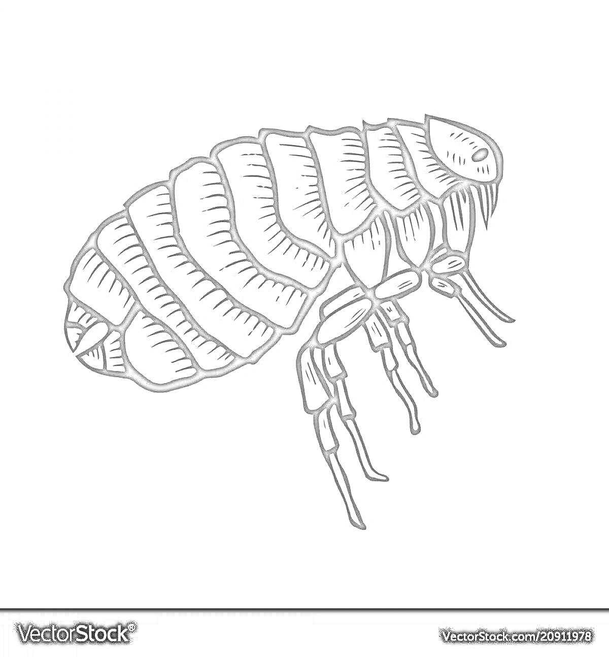 Раскраска блоха с рисунком тела и лап