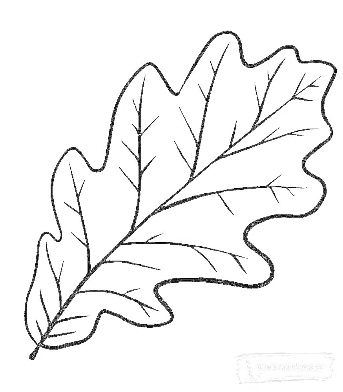 Раскраска Лист дуба с прожилками для раскраски