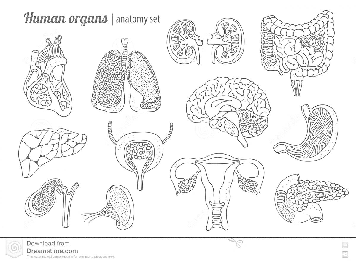 Раскраска Анатомический набор: сердце, легкие, почки, толстый кишечник, печень, мочевой пузырь, матка, желудок, поджелудочная железа, нейроны, яичник и ухо.