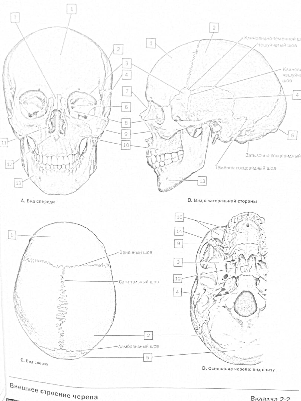 Раскраска Череп человека с разными видами и отмеченными элементами (вид спереди, вид слева, вид сверху, вид снизу)