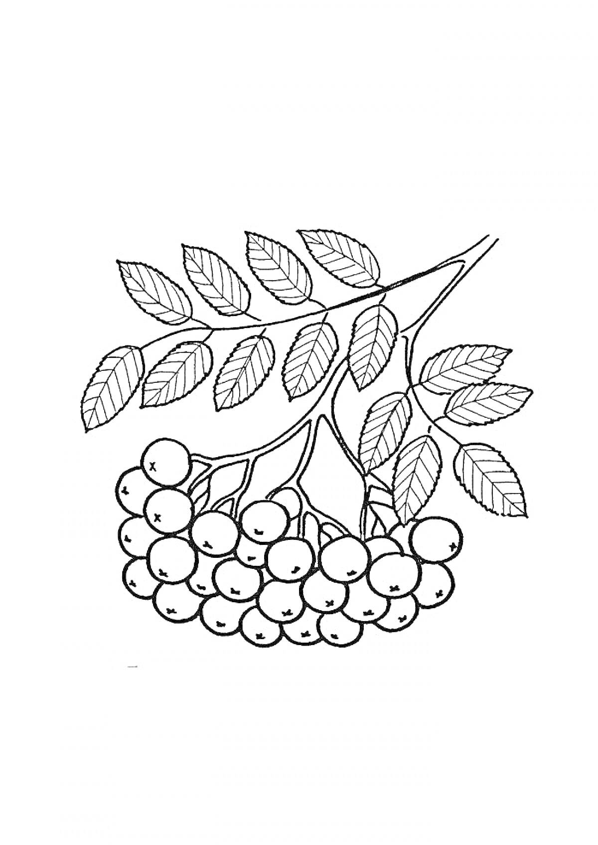 На раскраске изображено: Рябина, Ветка, Ягоды, Листья, Природа, Осень, Растения, Контурные рисунки