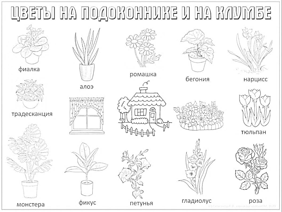 Раскраска Цветы на подоконнике и на клумбе (фиалка, алоэ, ромашка, бегония, нарцисс, традесканция, окно с цветами, домик с цветами, клумба, тюльпан, монстера, фикус, петунья, гладиолус, роза)