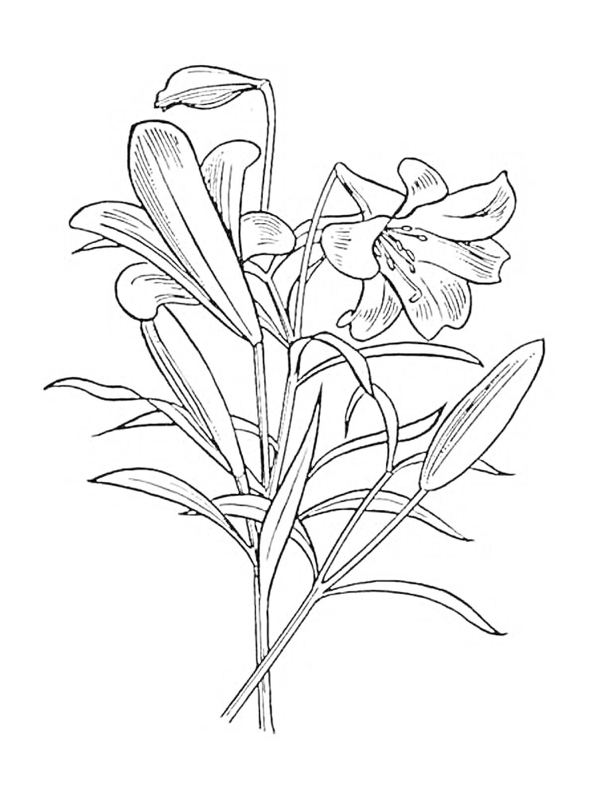 Раскраска Лилия с цветами и бутонами