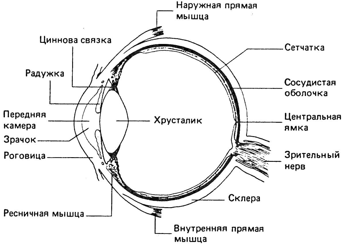  Строение глаза: цинновая связка, радужка, передняя камера, зрачок, роговица, ресничная мышца, хрусталик, наружная прямая мышца, сетчатка, сосудистая оболочка, центральная ямка, зрительный нерв, склера, внутренняя прямая мышца