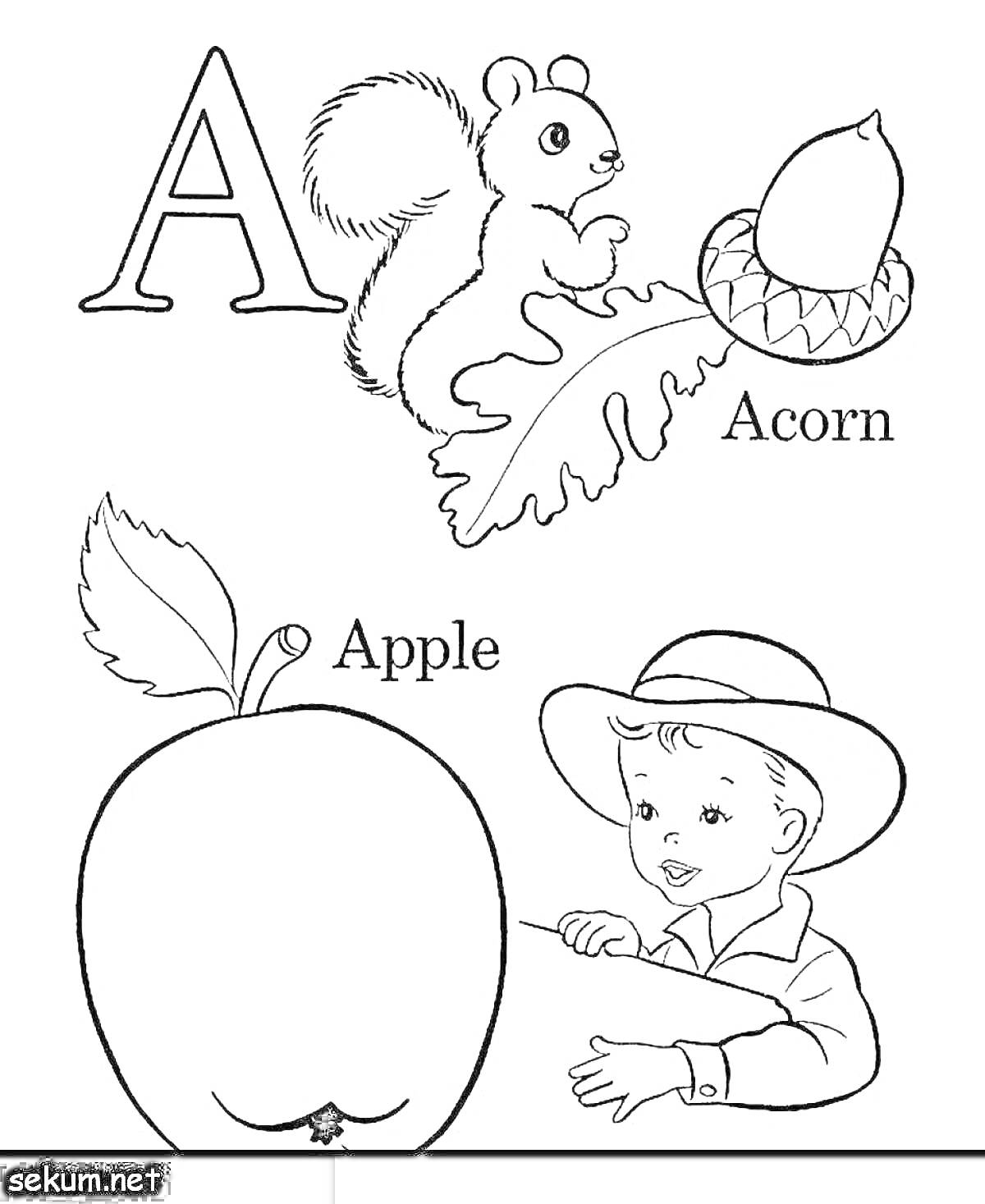 Раскраска Буква 'A', белка с желудем, желудь, яблоко, листок яблони, мальчик с шляпой