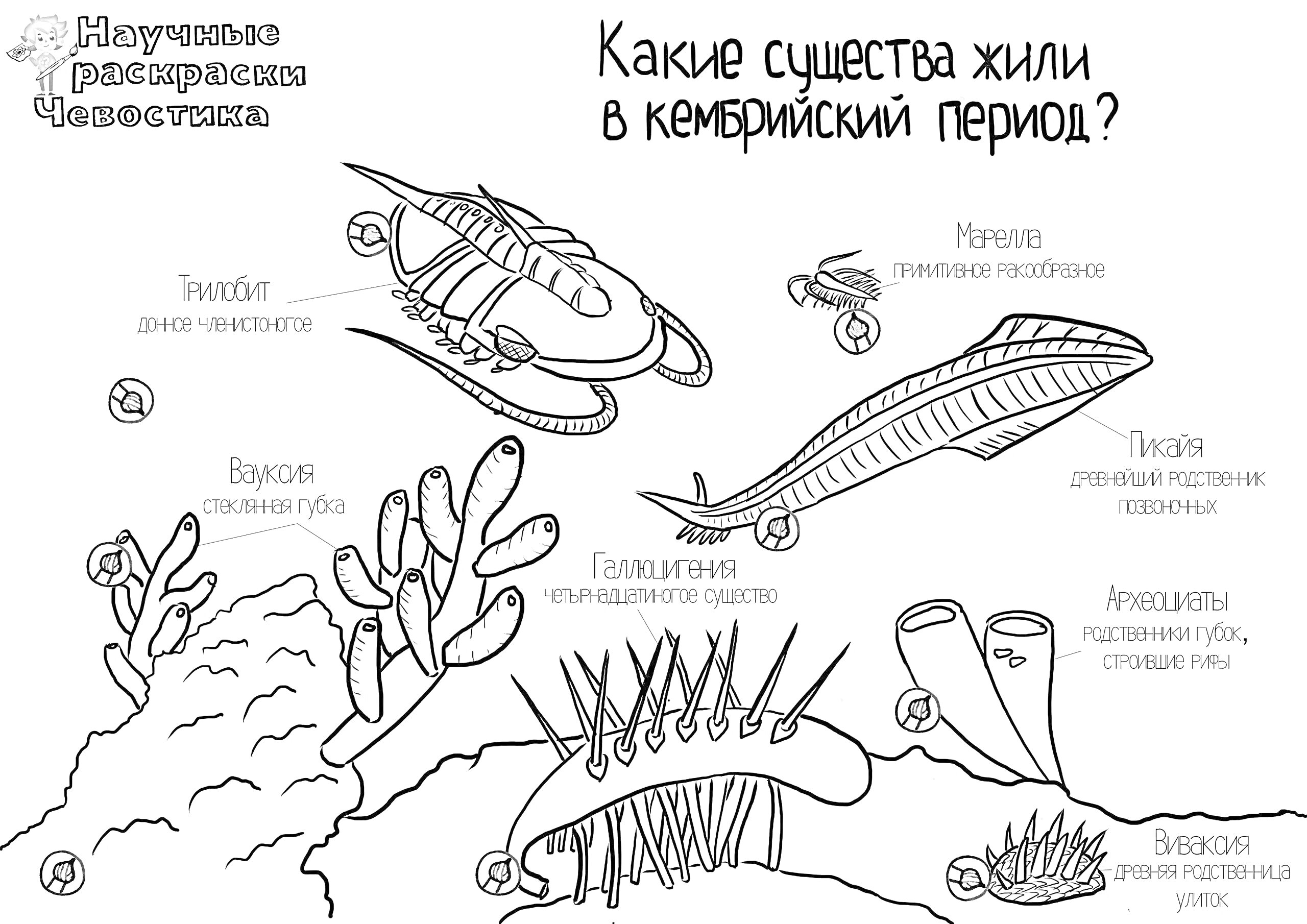 Раскраска Существа кембрийского периода с подписанными изображениями триболита, веллебореллы, пикания, аномалокариса, закарии, гайанаксии и археоциата.