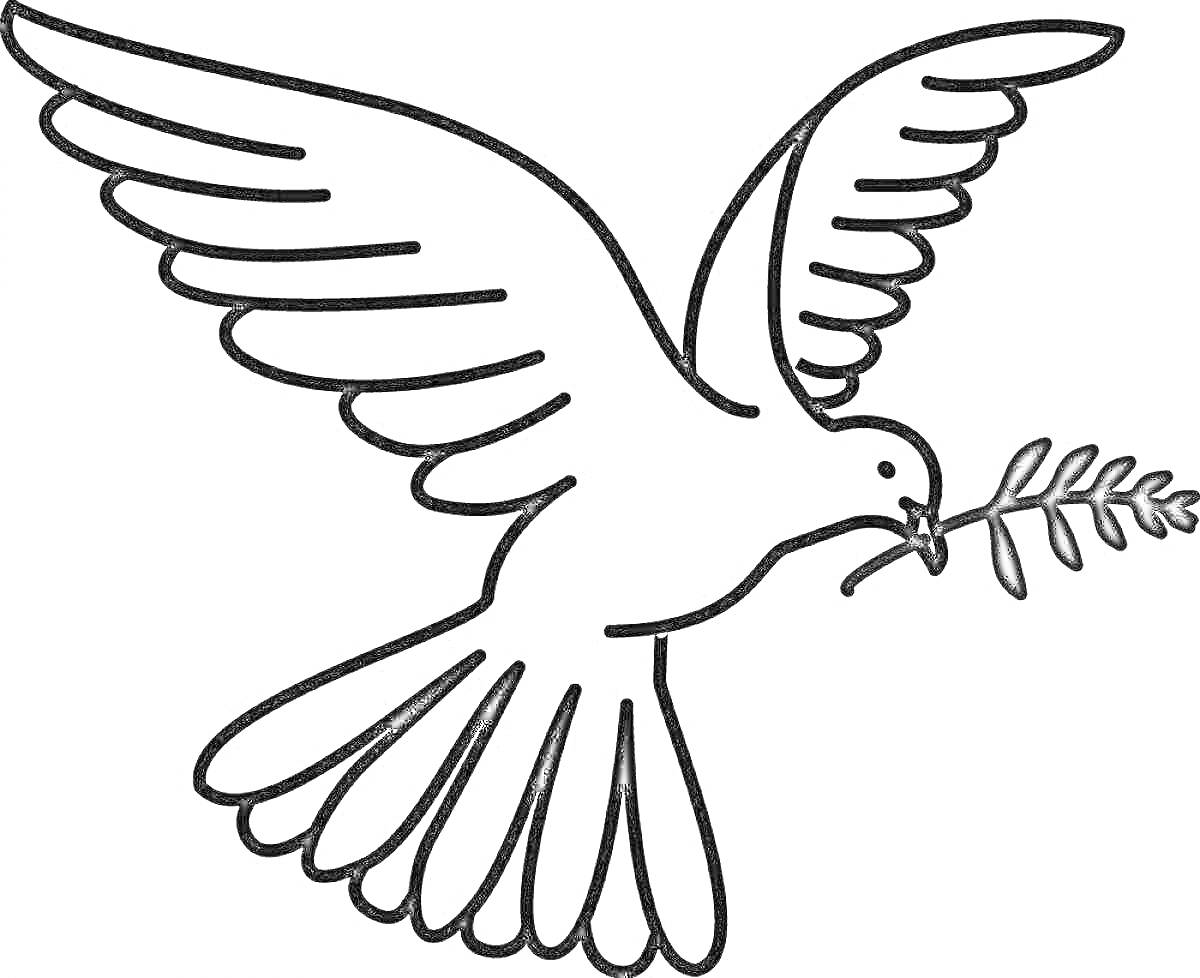 На раскраске изображено: Мир, Оливковая ветвь, Птица, Контурное изображение, Символ мира, Голуби