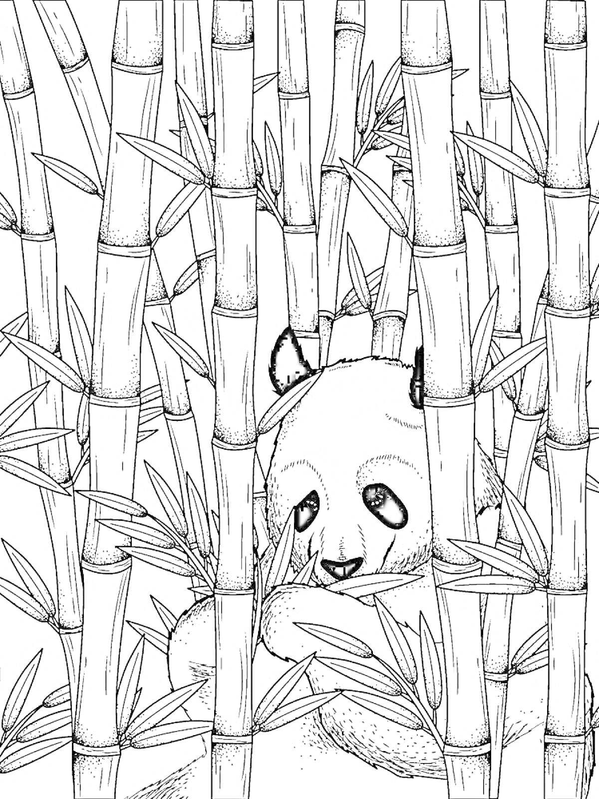 Раскраска Панда среди бамбука