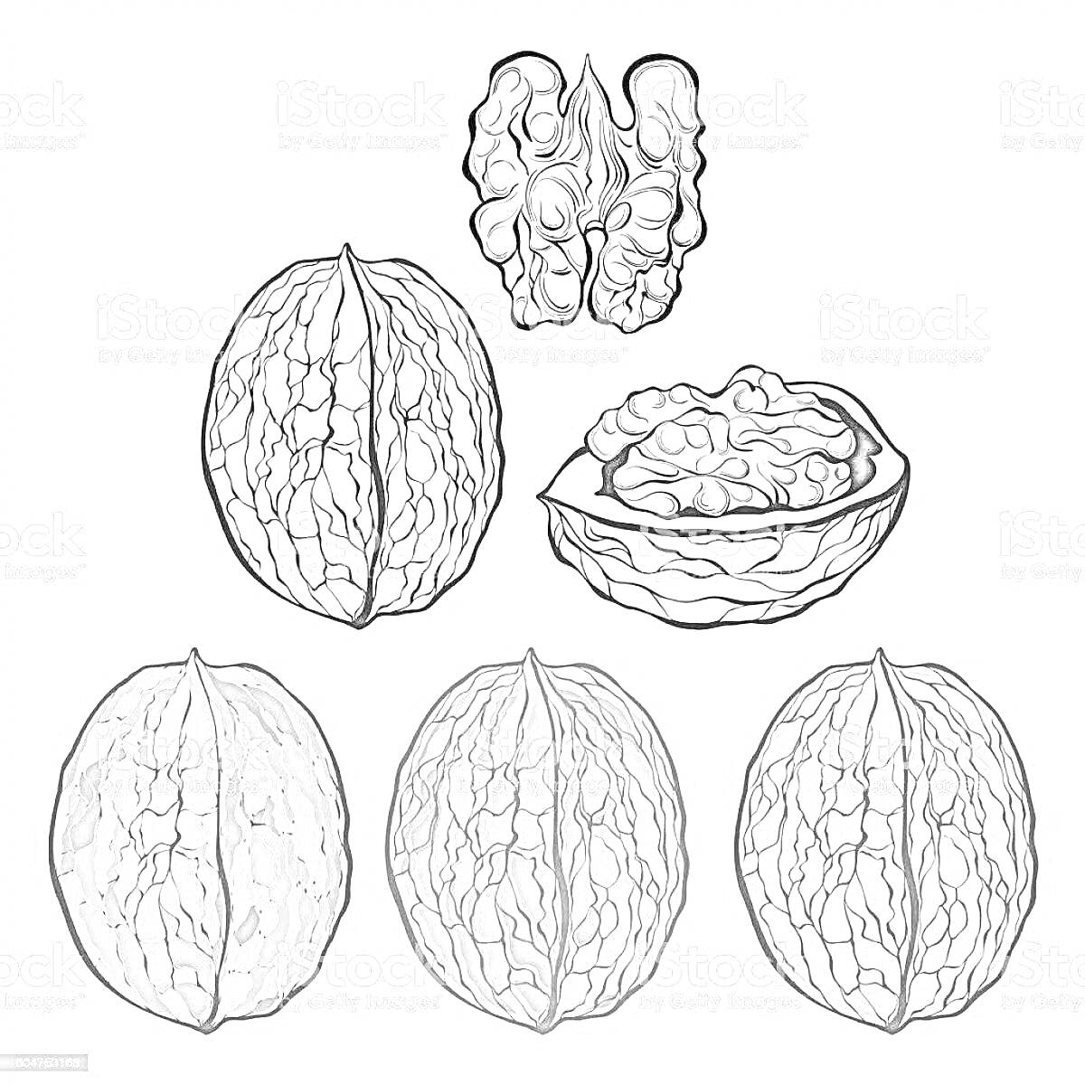 На раскраске изображено: Грецкий орех, Штриховка