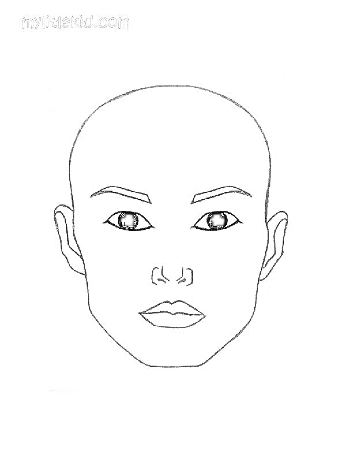 На раскраске изображено: Лицо, Глаза, Брови, Нос, Губы, Контурные рисунки